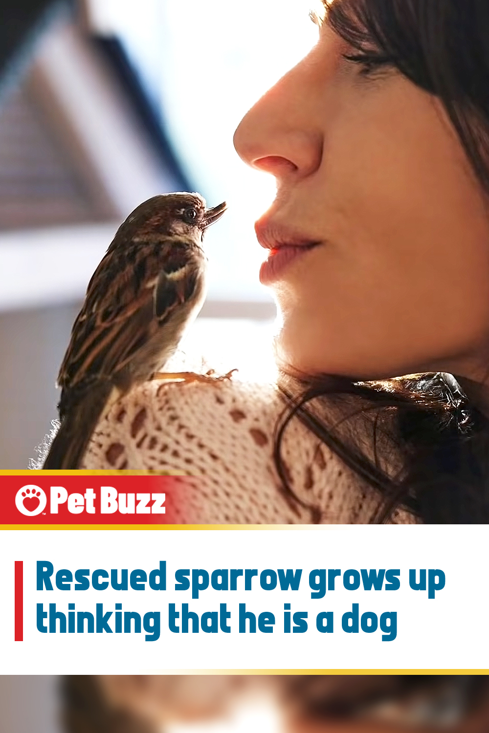 Rescued sparrow grows up thinking that he is a dog