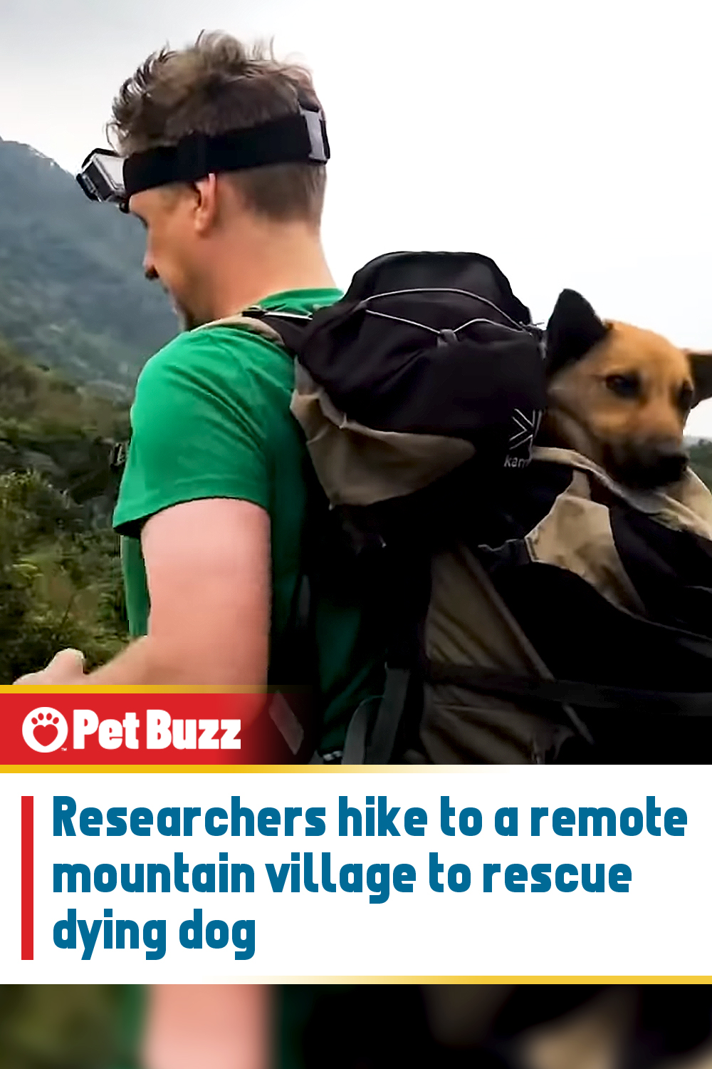 Researchers hike to a remote mountain village to rescue dying dog