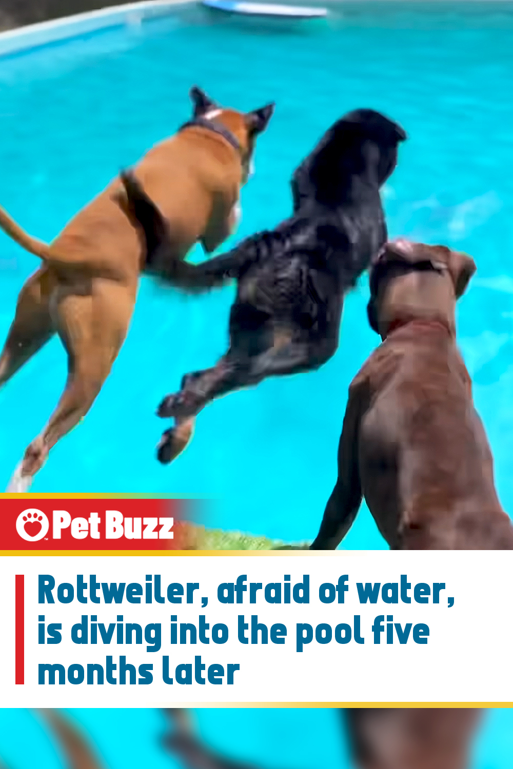 Rottweiler, afraid of water, is diving into the pool five months later