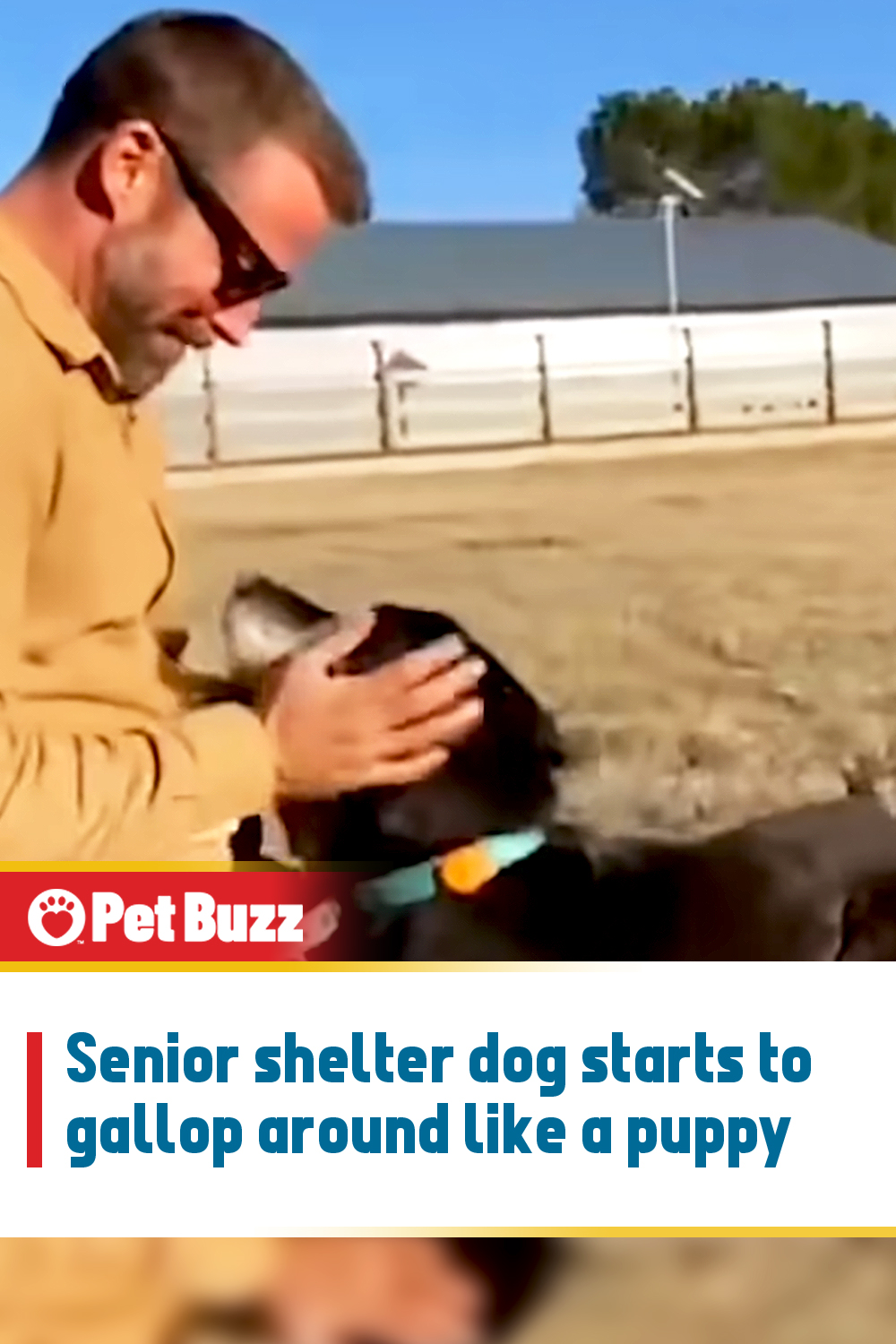 Senior shelter dog starts to gallop around like a puppy