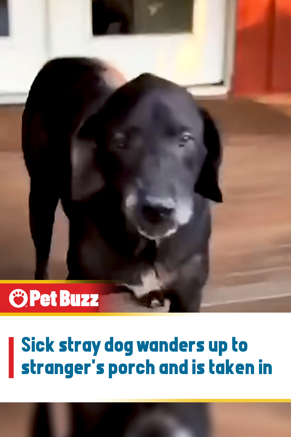 Sick stray dog wanders up to stranger\'s porch and is taken in