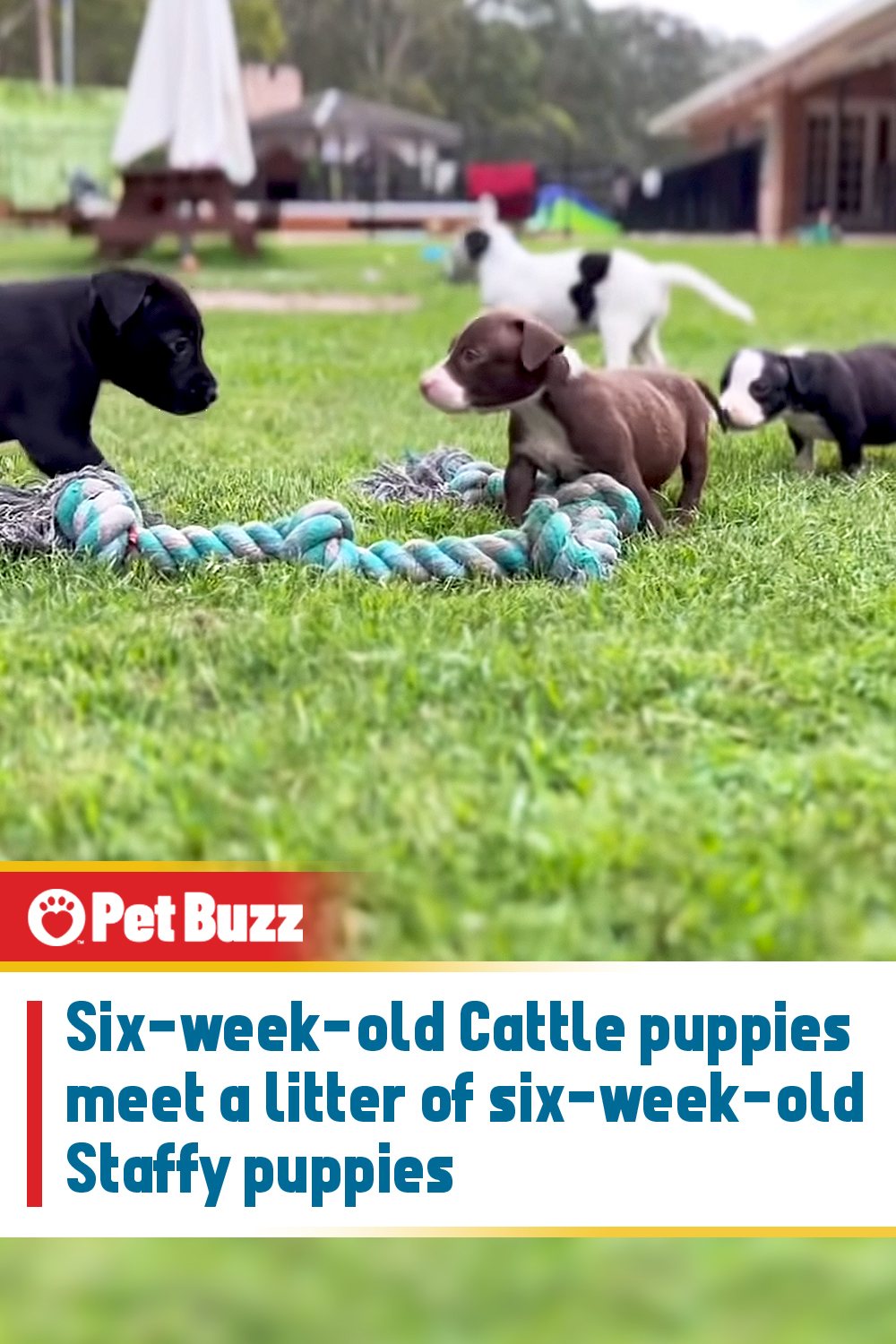 Six-week-old Cattle puppies meet a litter of six-week-old Staffy puppies