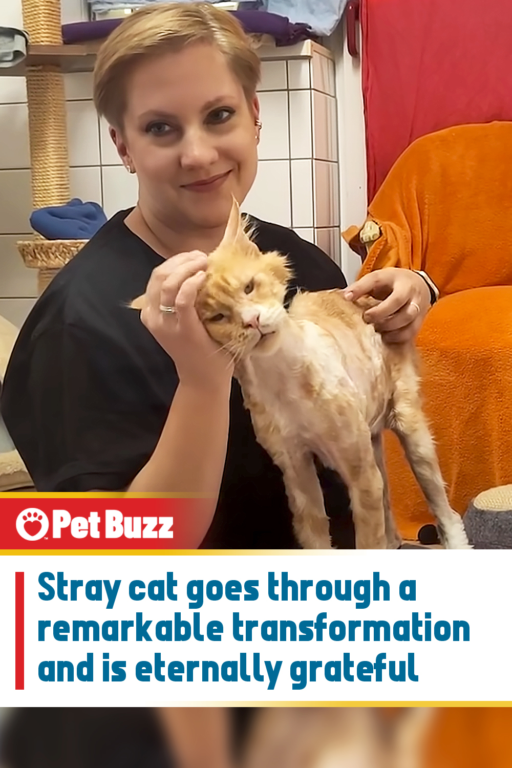 Stray cat goes through a remarkable transformation and is eternally grateful