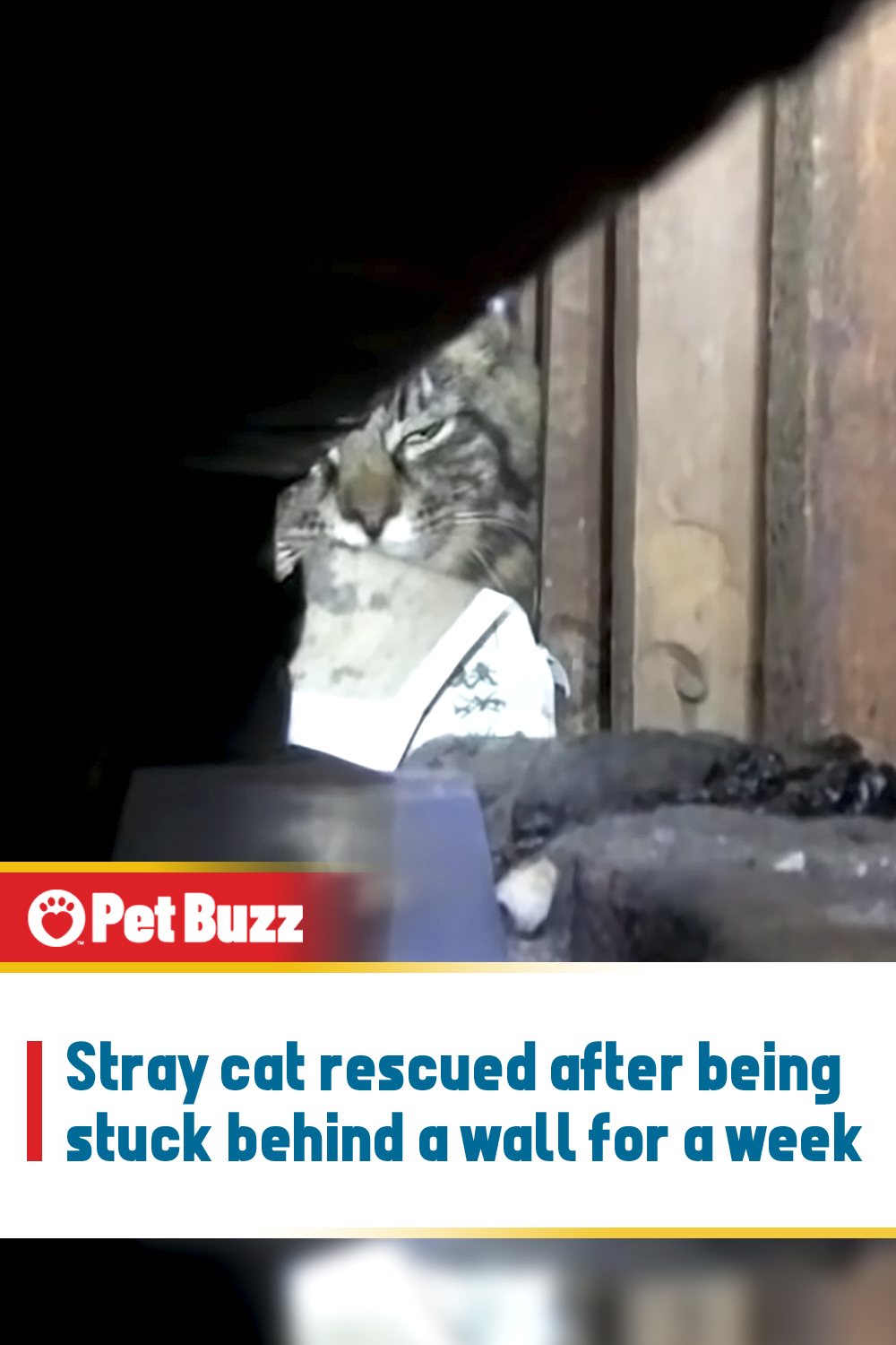 Stray cat rescued after being stuck behind a wall for a week