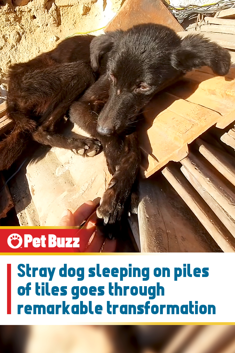 Stray dog sleeping on piles of tiles goes through remarkable transformation