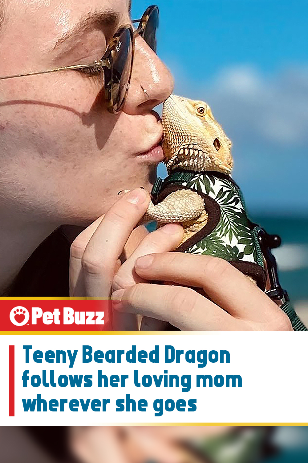Teeny Bearded Dragon follows her loving mom wherever she goes