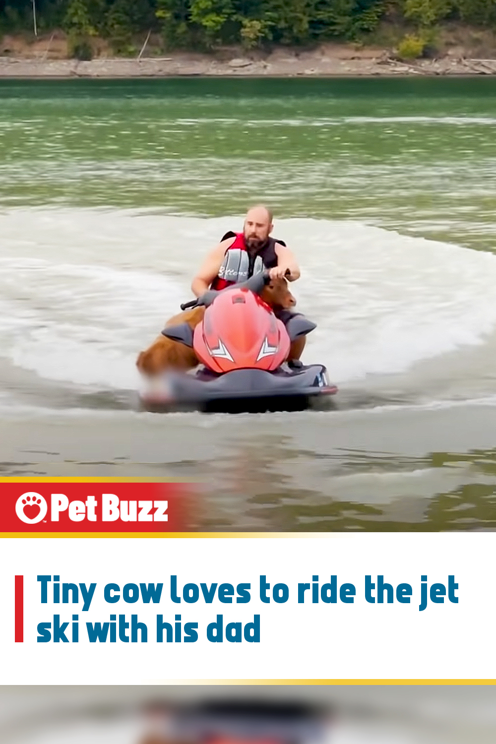 Tiny cow loves to ride the jet ski with his dad