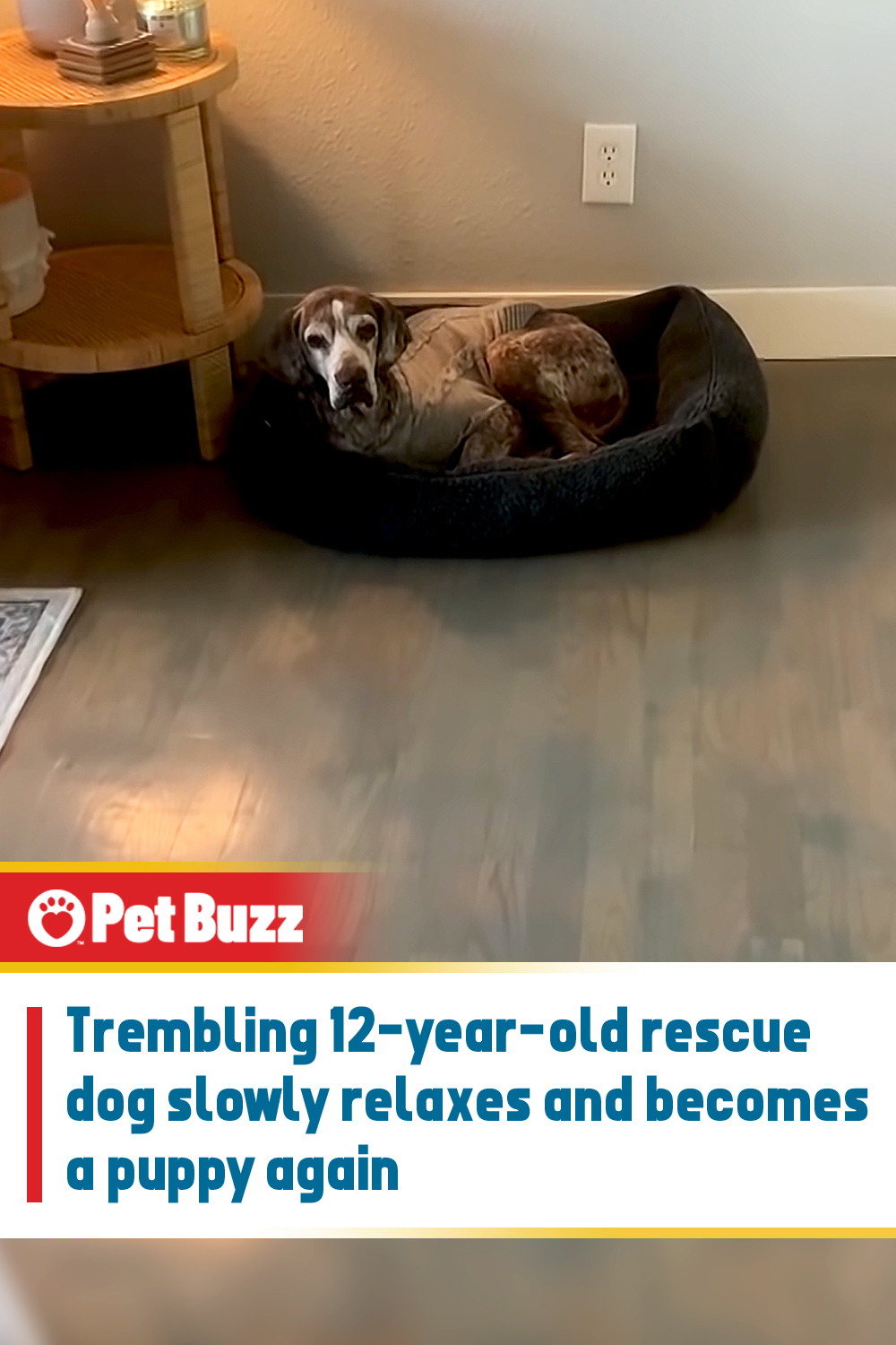 Trembling 12-year-old rescue dog slowly relaxes and becomes a puppy again