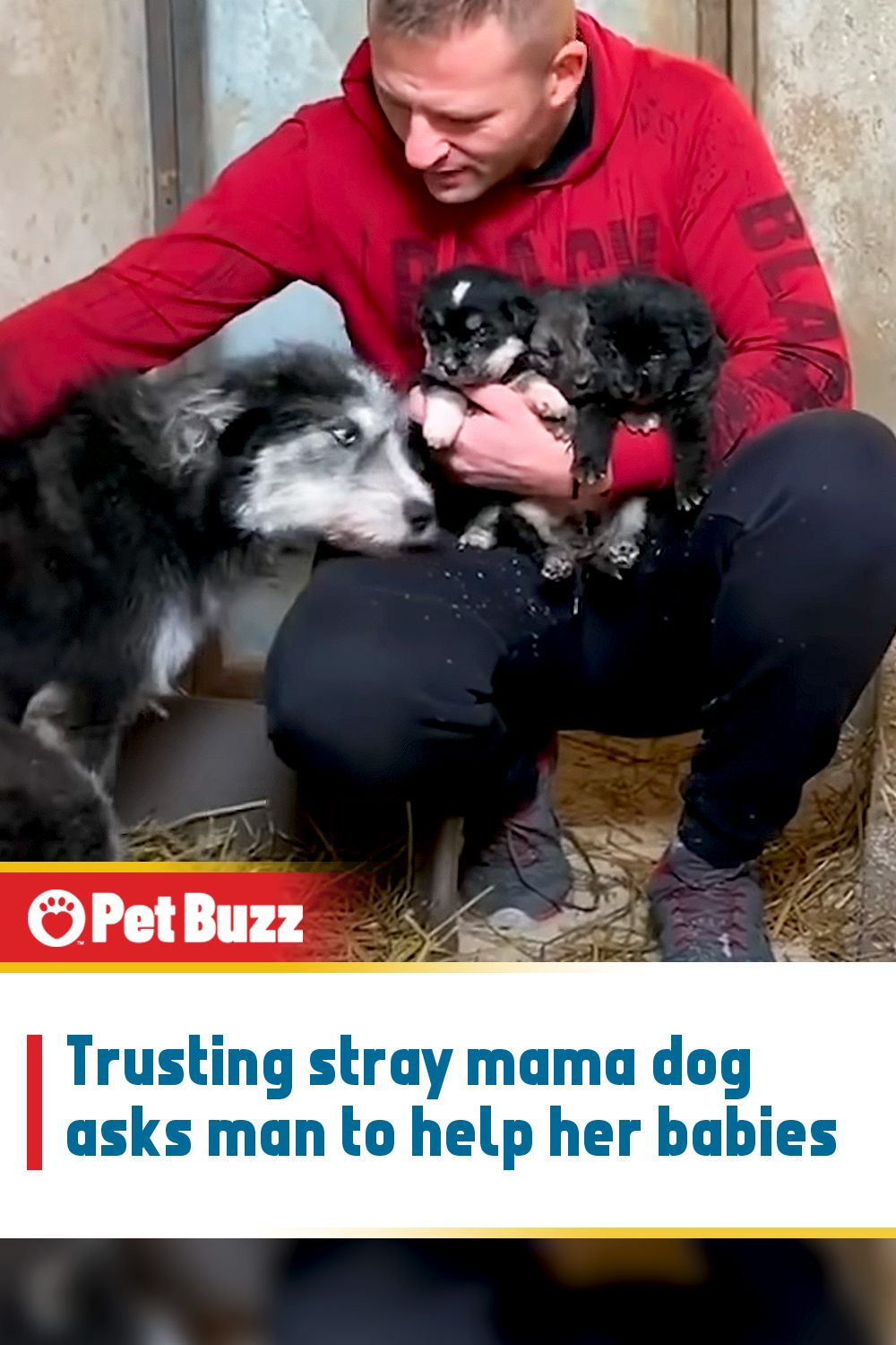 Trusting stray mama dog asks man to help her babies