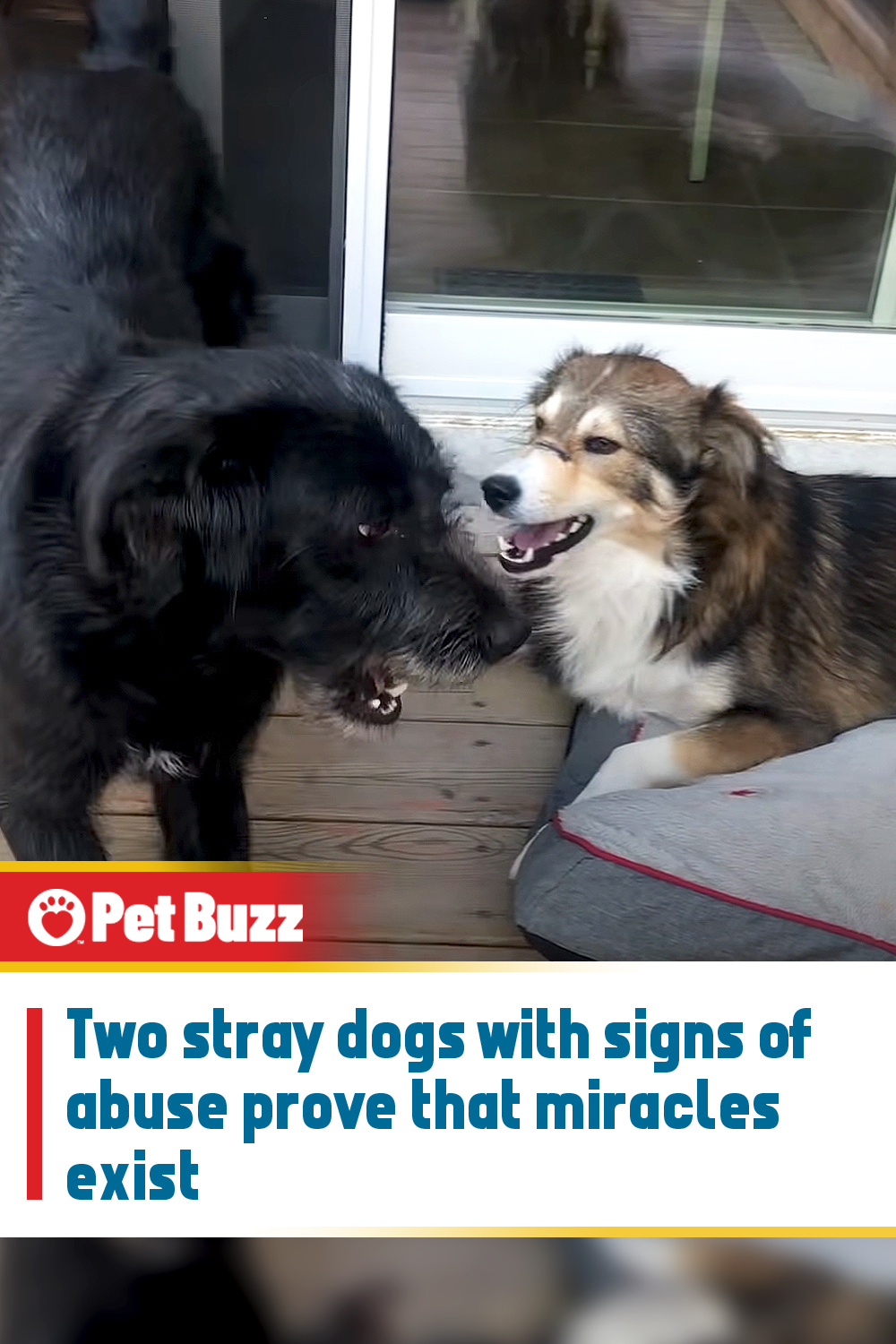 Two stray dogs with signs of abuse prove that miracles exist