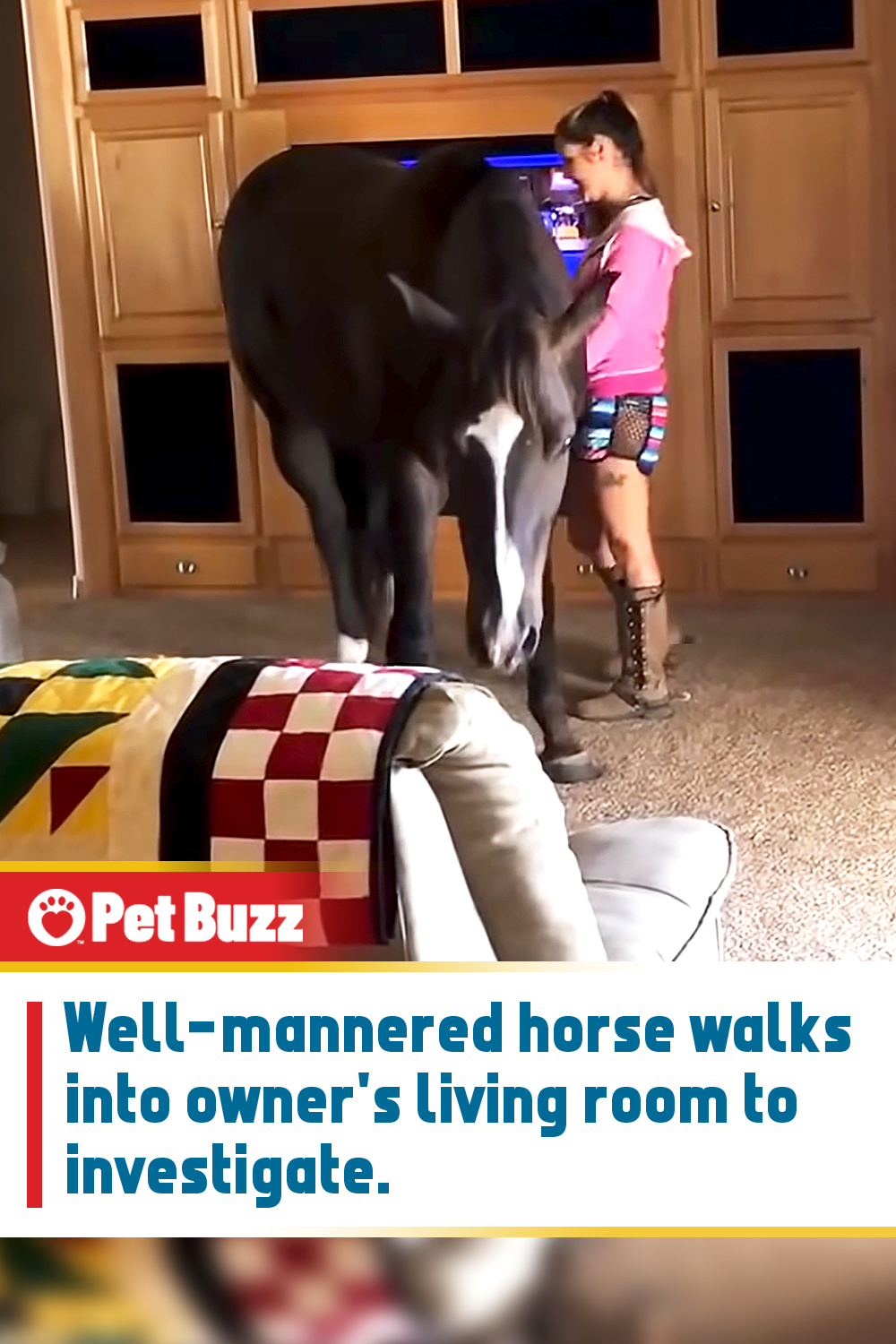 Well-mannered horse walks into owner\'s living room to investigate.