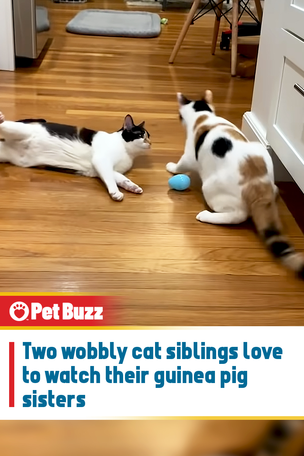 Two wobbly cat siblings love to watch their guinea pig sisters