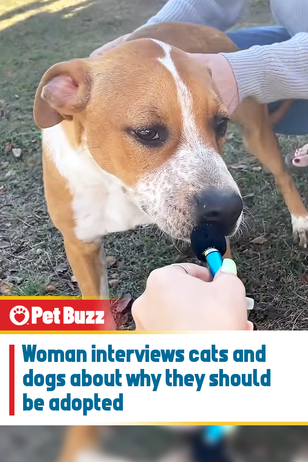 Woman interviews cats and dogs about why they should be adopted