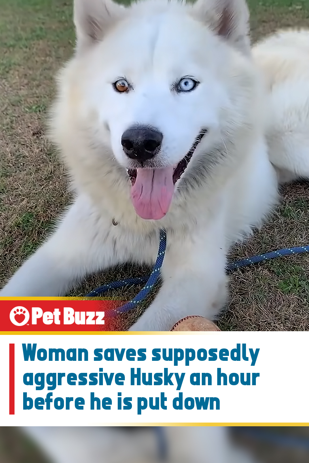 Woman saves supposedly aggressive Husky an hour before he is put down