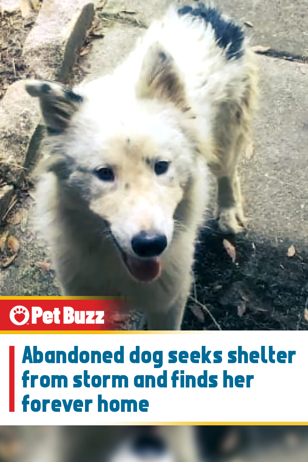 Abandoned dog seeks shelter from storm and finds her forever home