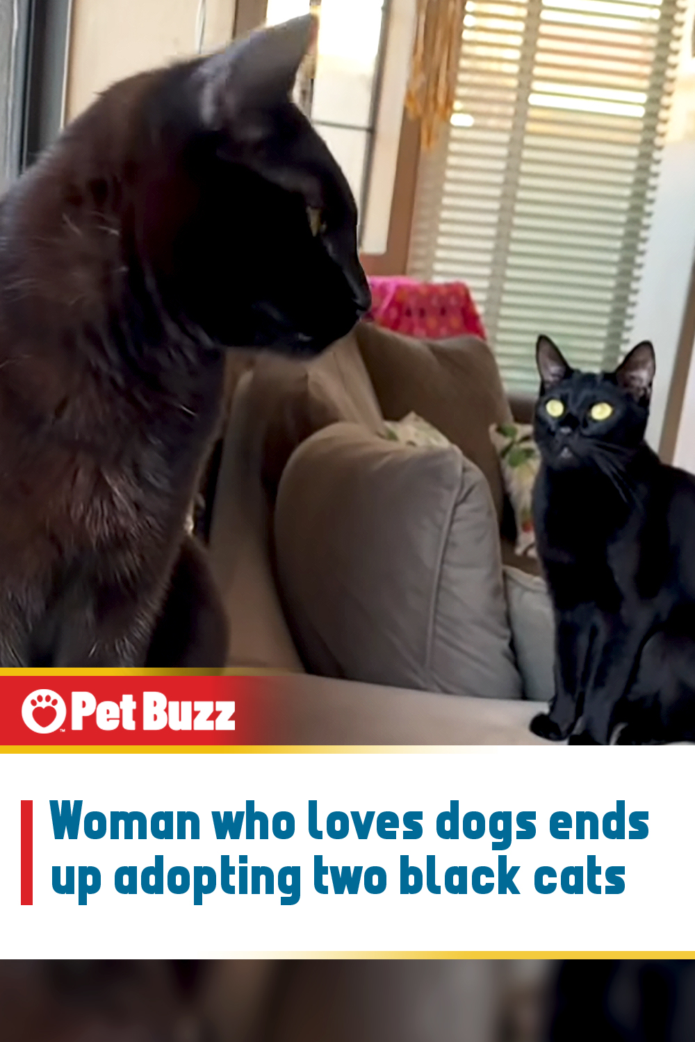 Woman who loves dogs ends up adopting two black cats.