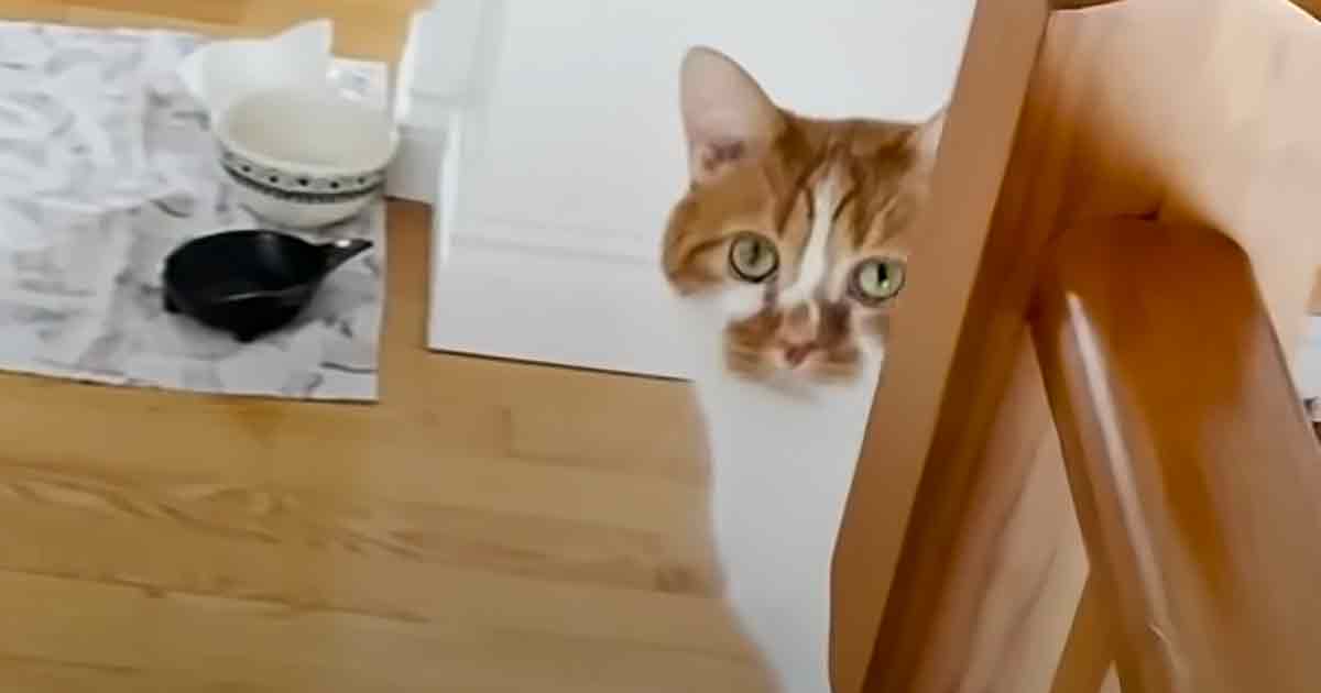 Adorable cat