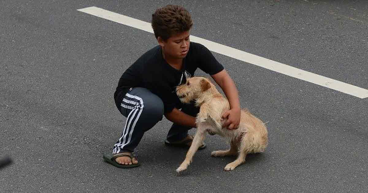 Dog hit by a car is saved by an 11-year-old hero