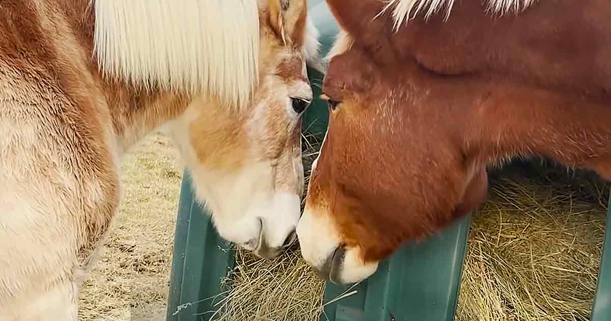 Horses