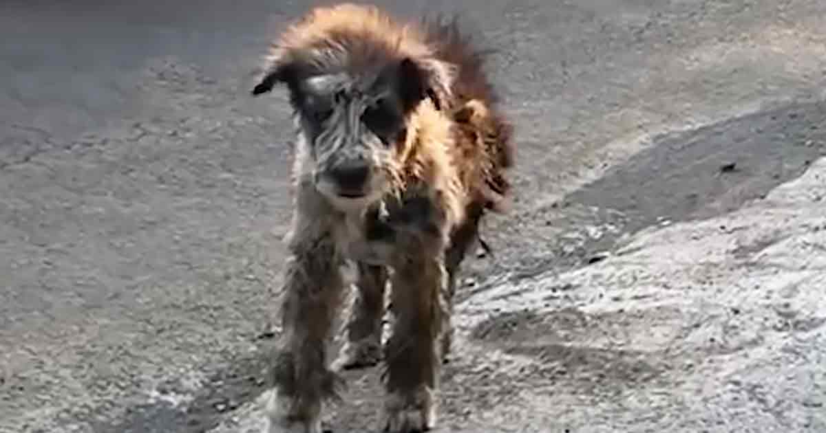 Stray dog