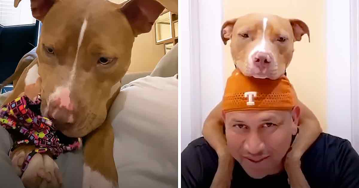 Rescue Pittie