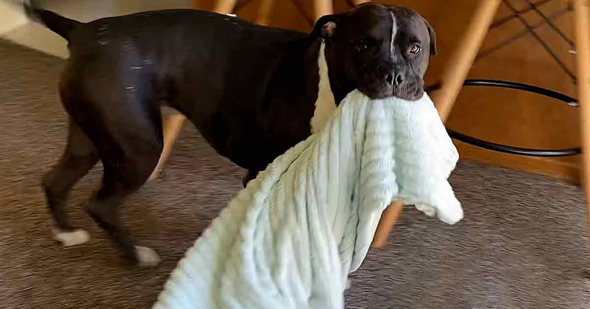 Rescued bait dog