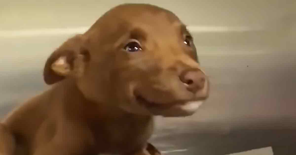 Shelter puppy