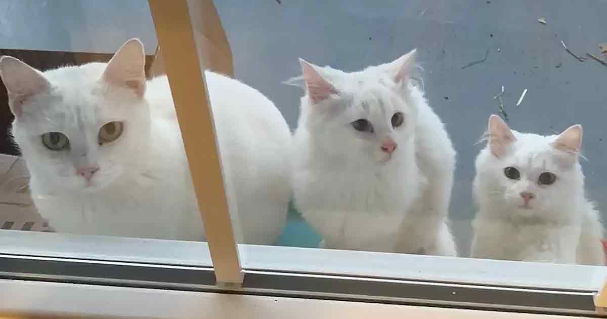Stray cat and kittens