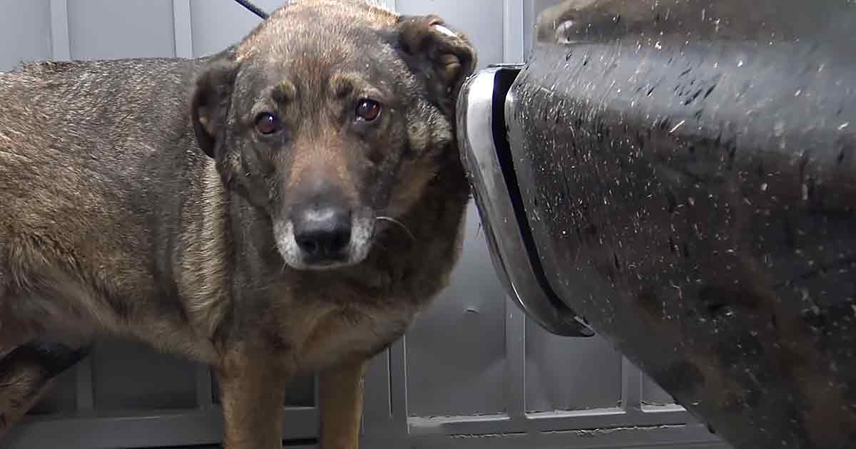 Homeless German Shepherd