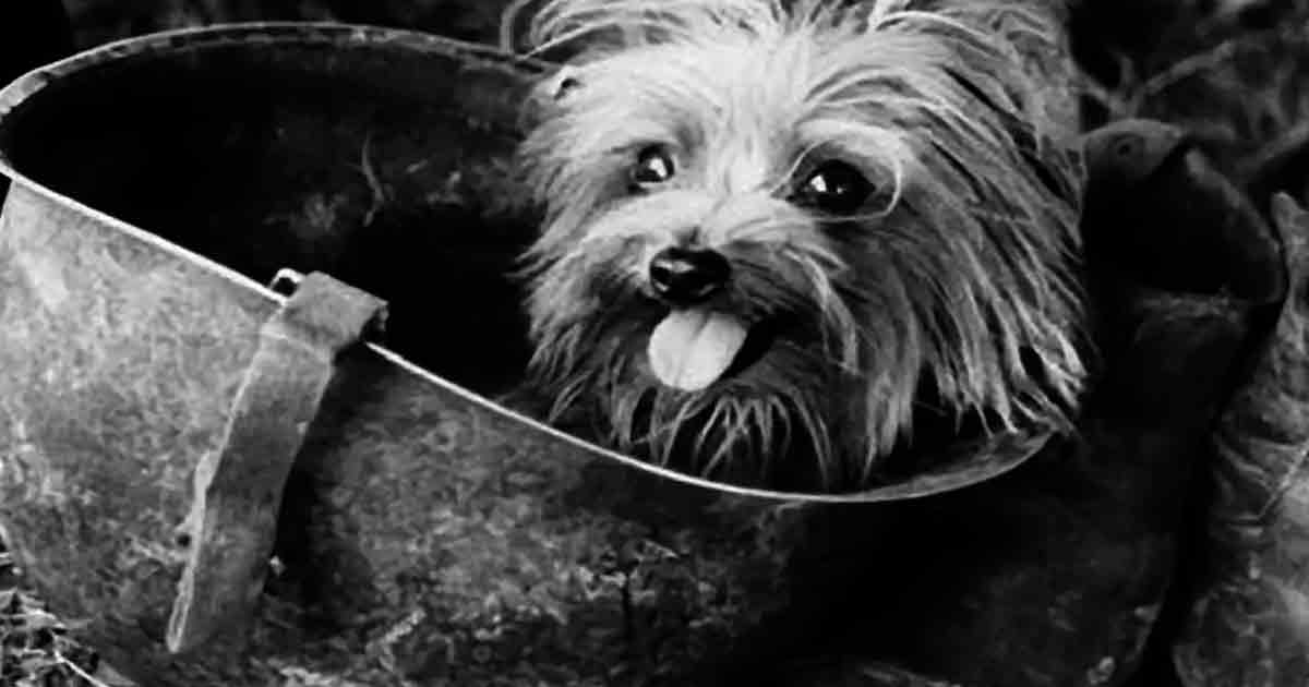 Yorkie