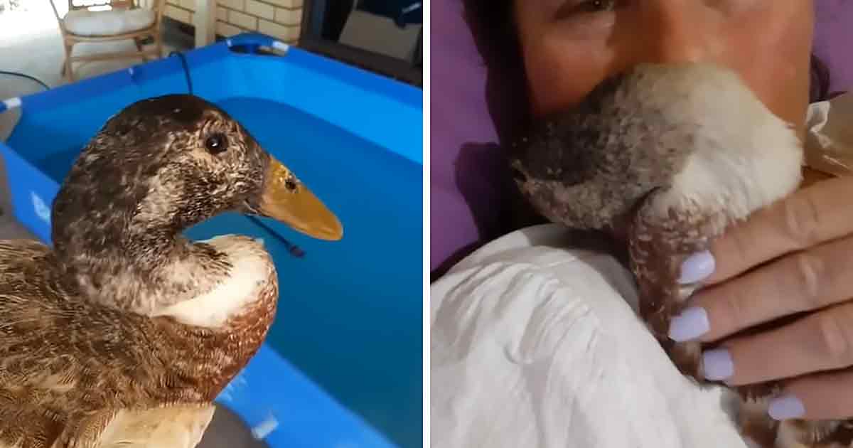 Adorable duck