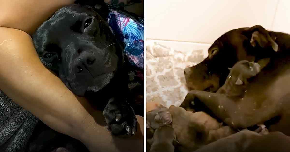 Rescue Pitbull and puppies
