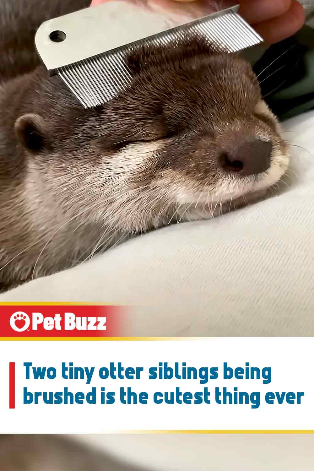 Two tiny otter siblings being brushed is the cutest thing ever