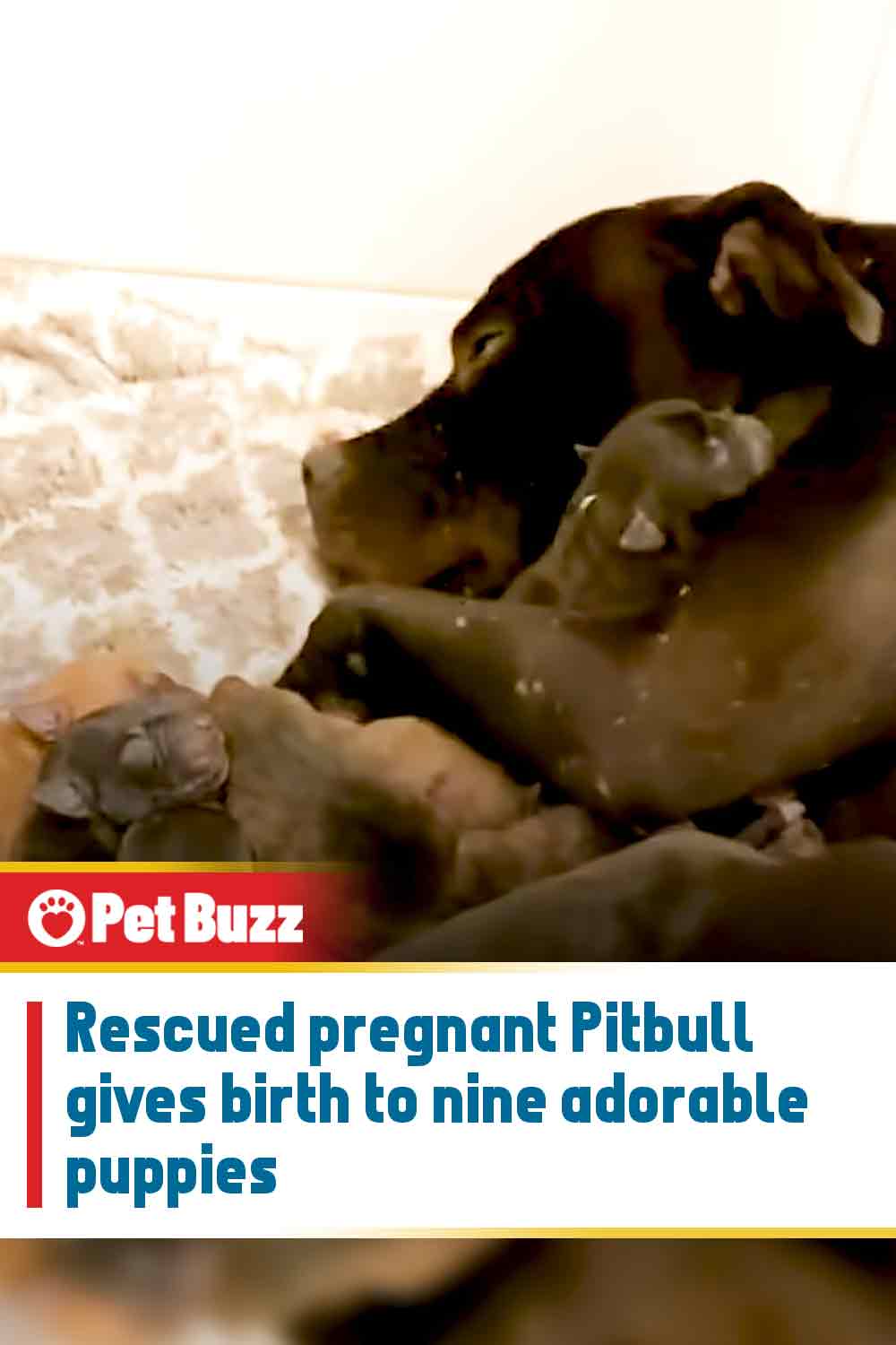 Rescued pregnant Pitbull gives birth to nine adorable puppies