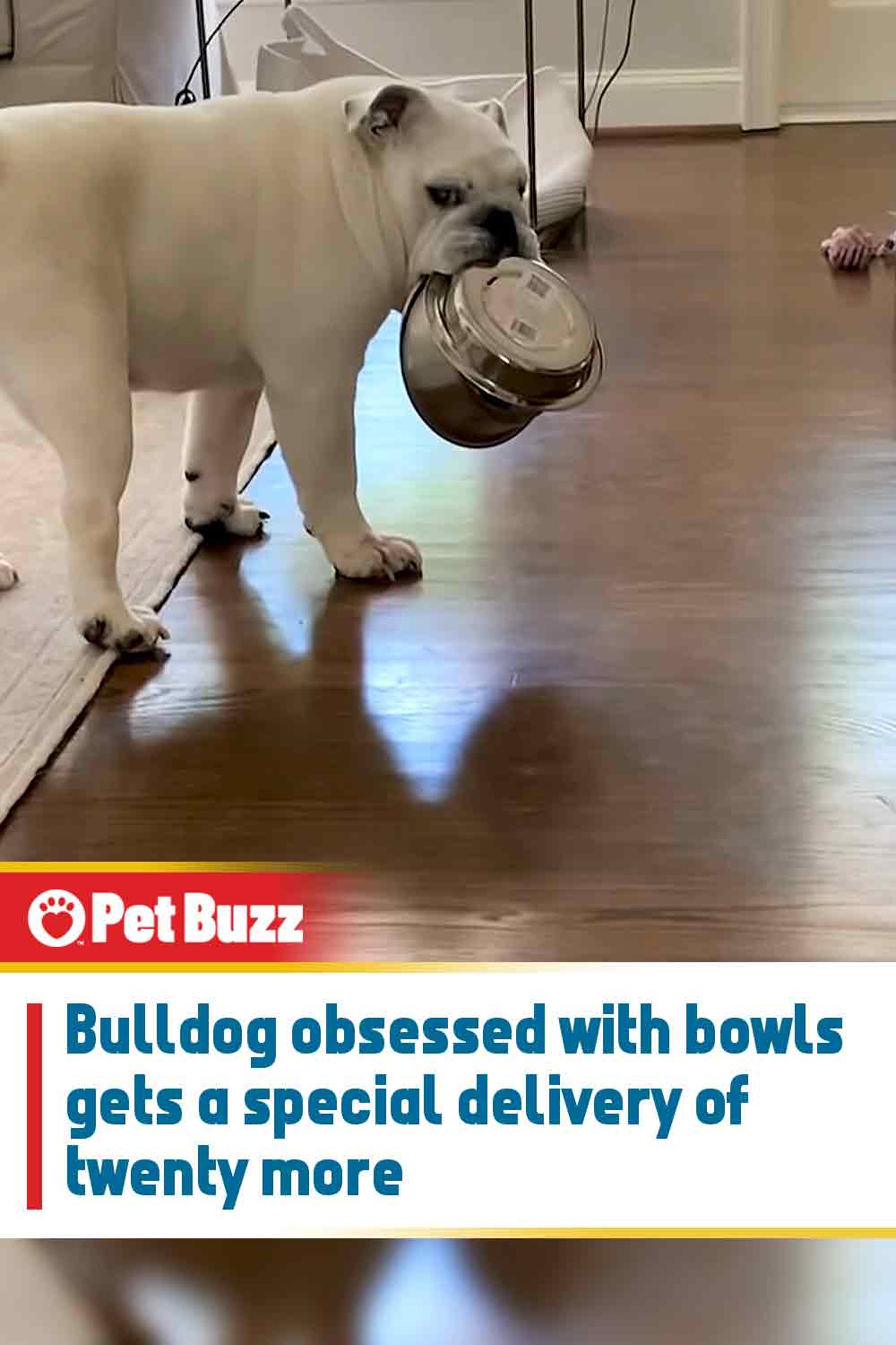 Bulldog obsessed with bowls gets a special delivery of twenty more