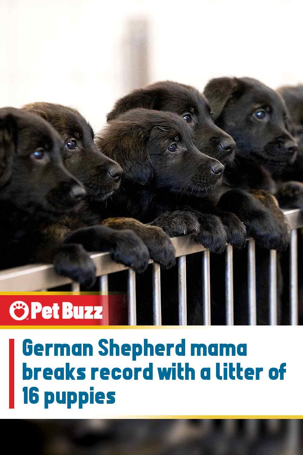 German Shepherd mama breaks record with a litter of 16 puppies