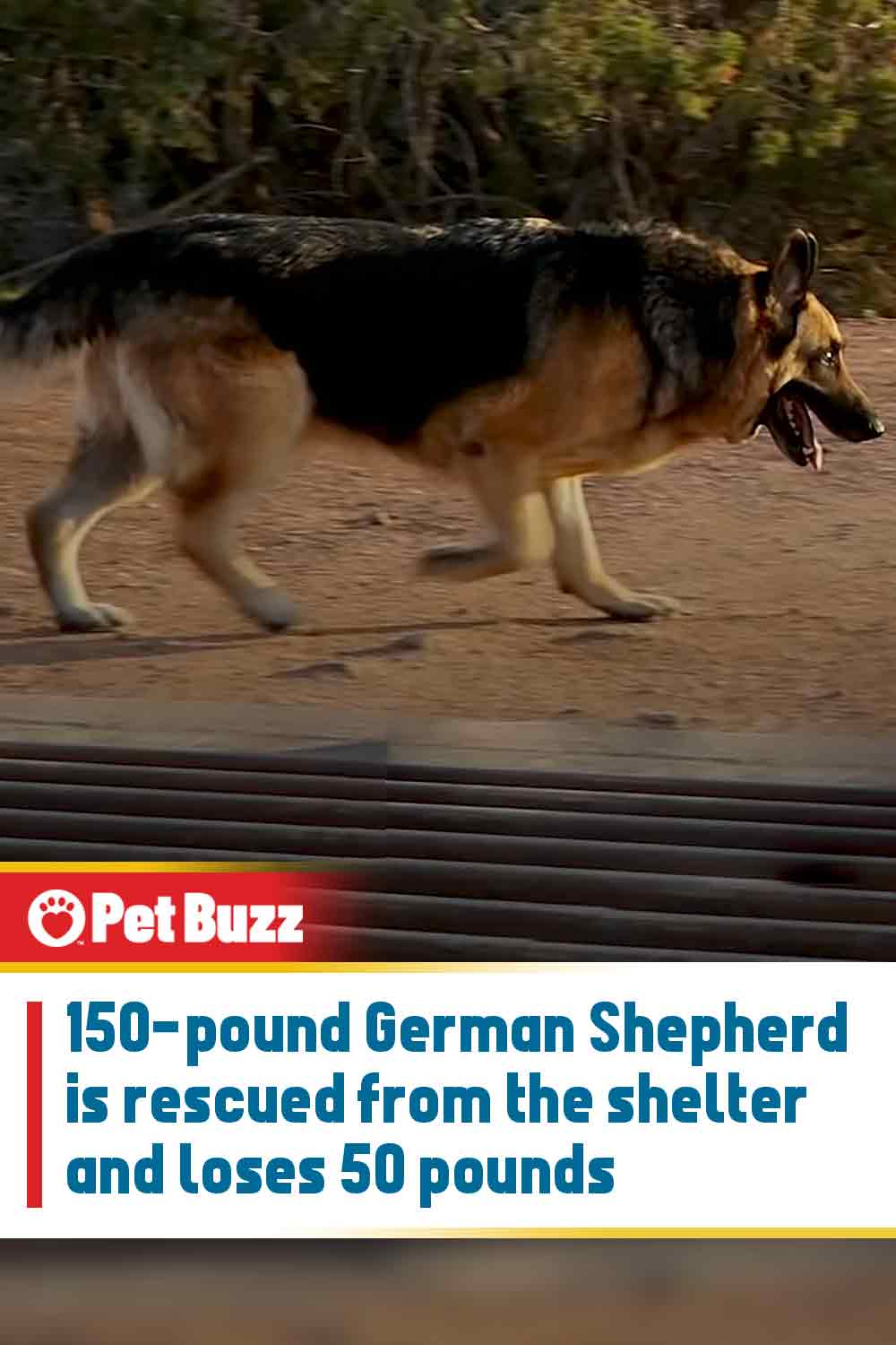 150-pound German Shepherd is rescued from the shelter and loses 50 pounds