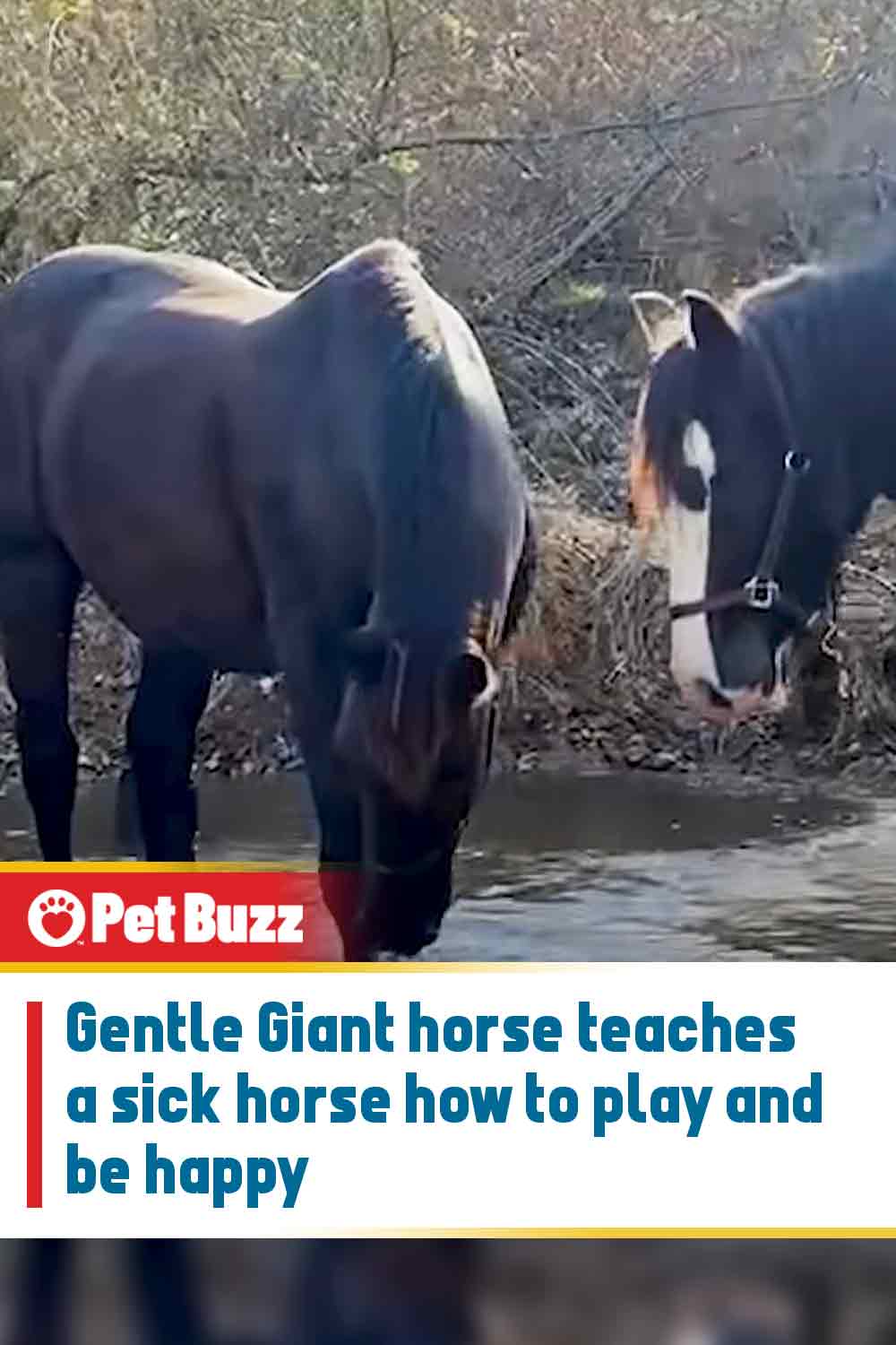Gentle Giant horse teaches a sick horse how to play and be happy