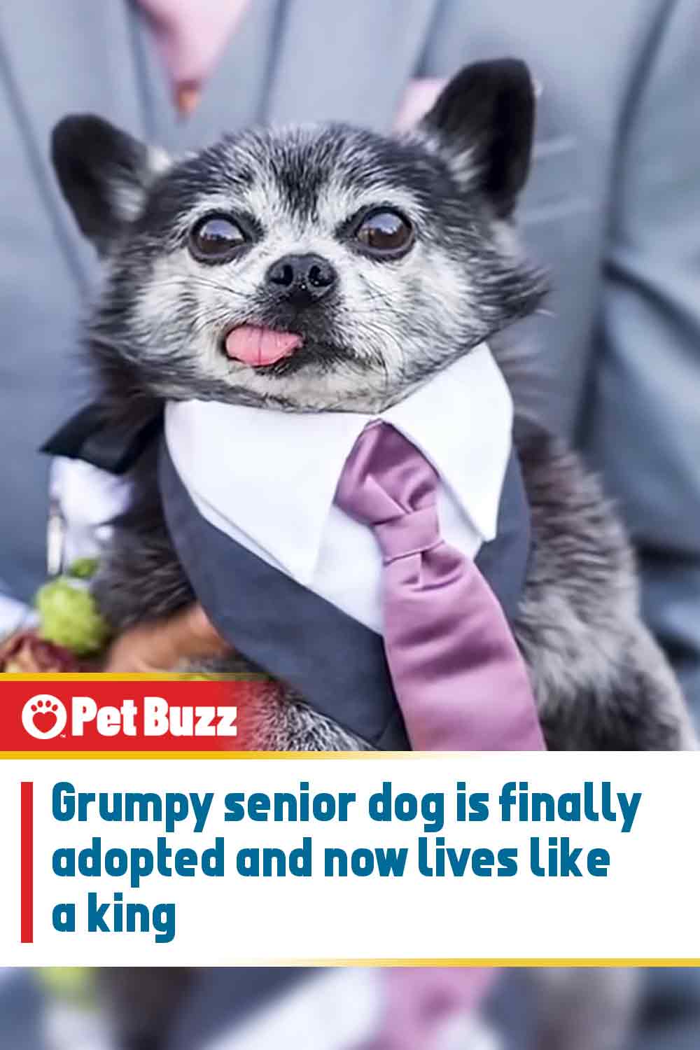 Grumpy senior dog is finally adopted and now lives like a king