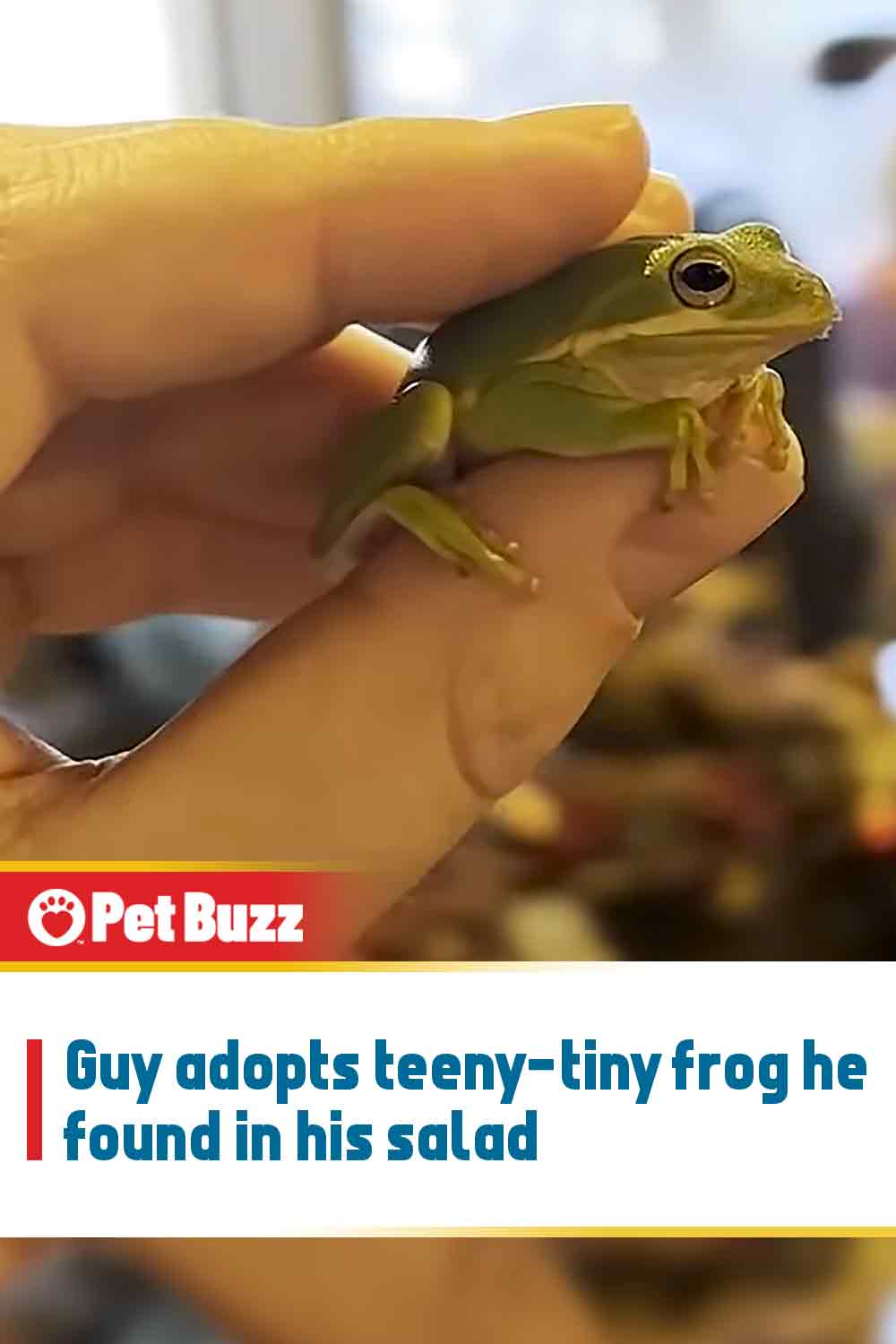 Guy adopts teeny-tiny frog he found in his salad