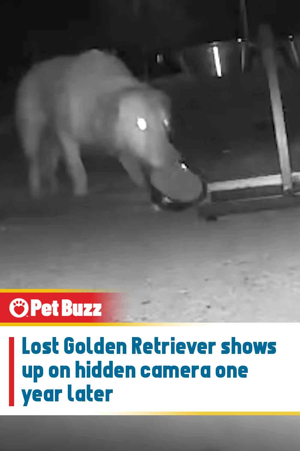 Lost Golden Retriever shows up on hidden camera one year later