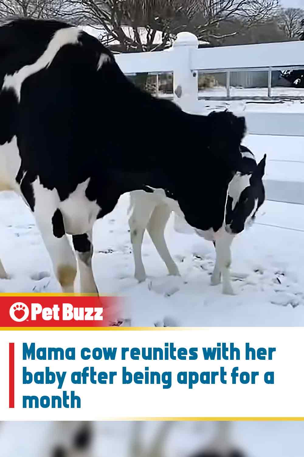 Mama cow reunites with her baby after being apart for a month