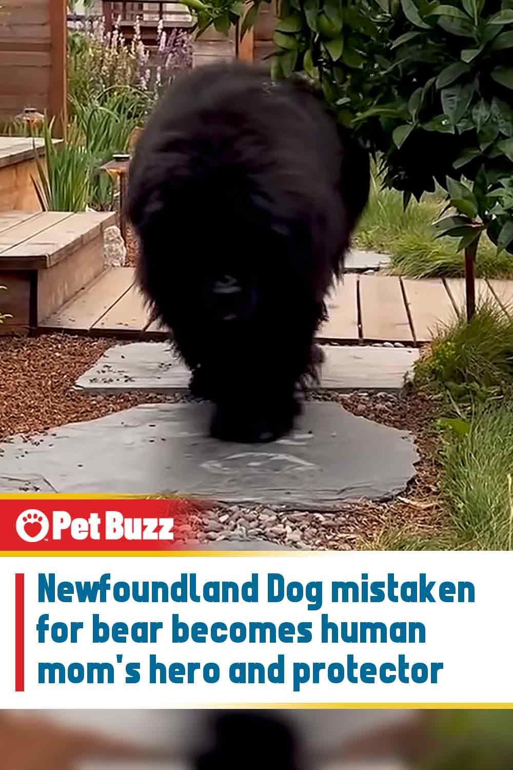 Newfoundland Dog mistaken for bear becomes human mom\'s hero and protector