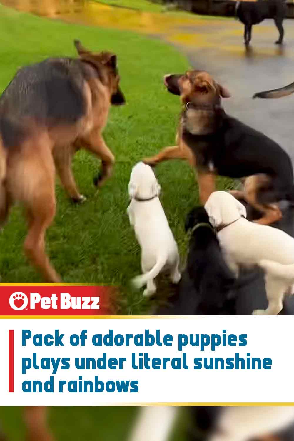 Pack of adorable puppies plays under literal sunshine and rainbows