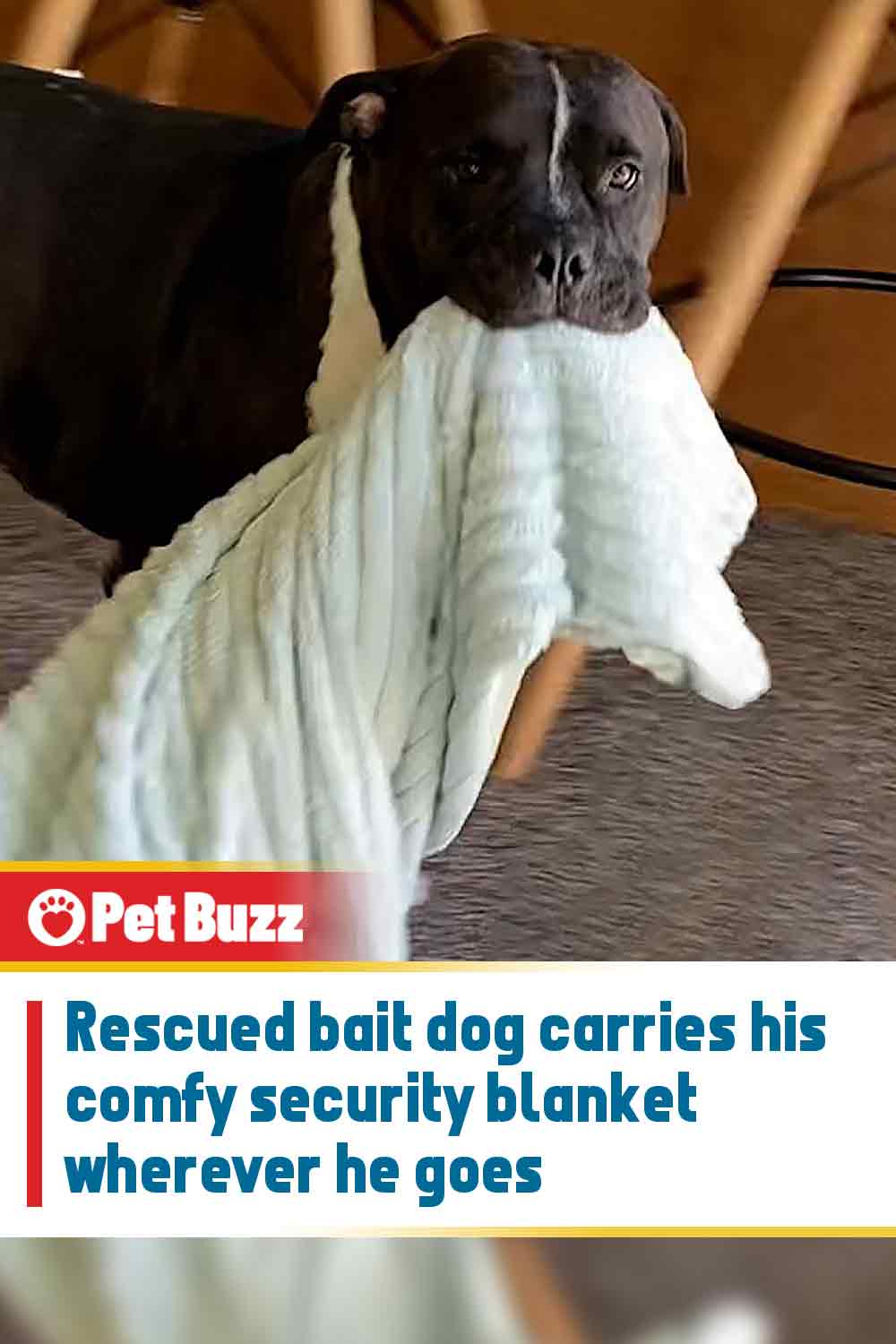 Rescued bait dog carries his comfy security blanket wherever he goes