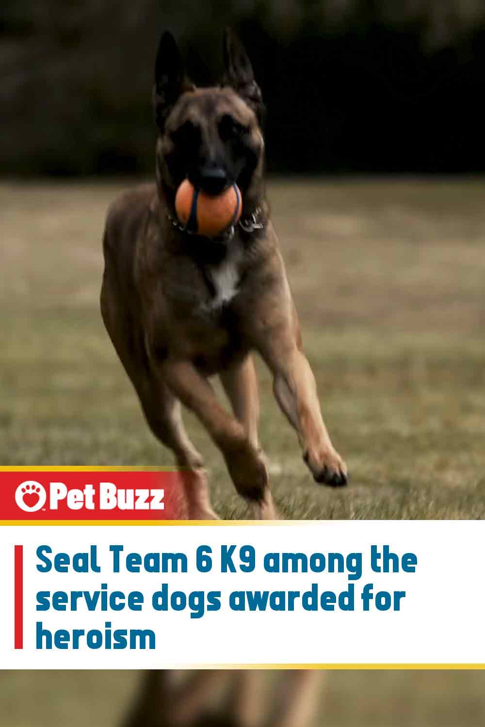 Seal Team 6 K9 among the service dogs awarded for heroism