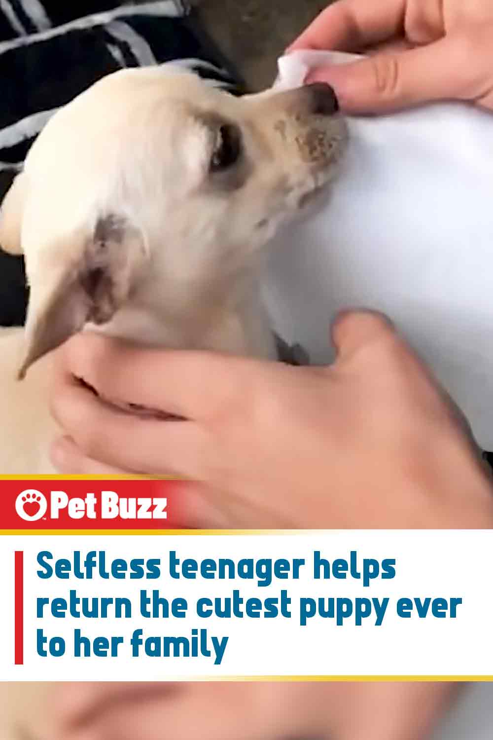 Selfless teenager helps return the cutest puppy ever to her family