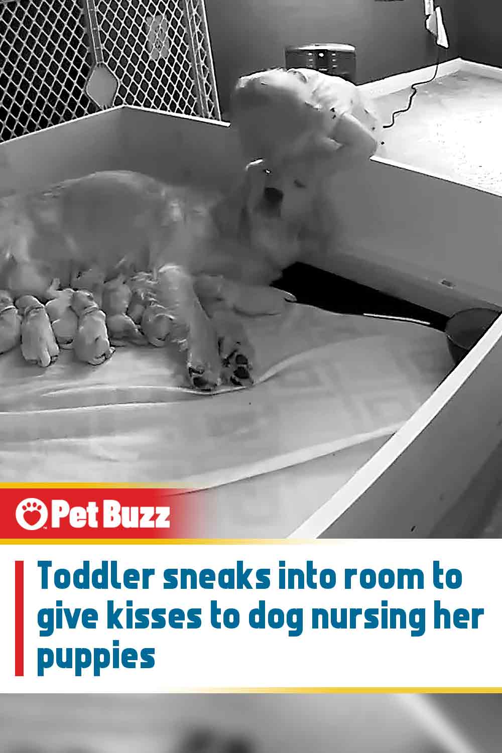 Toddler sneaks into room to give kisses to dog nursing her puppies