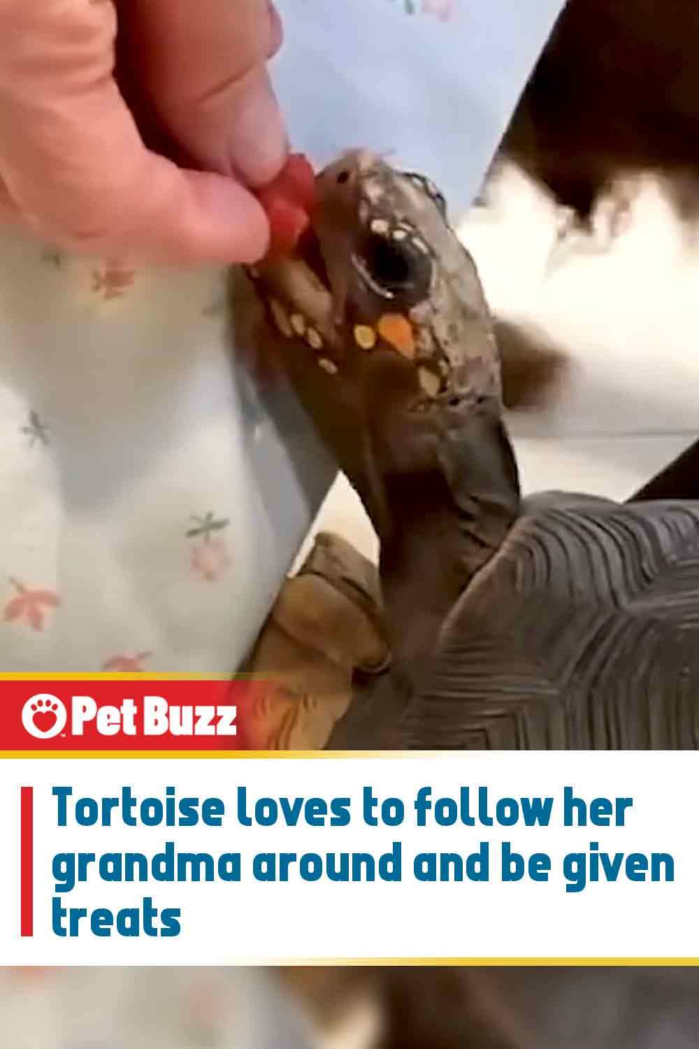 Tortoise loves to follow her grandma around and be given treats
