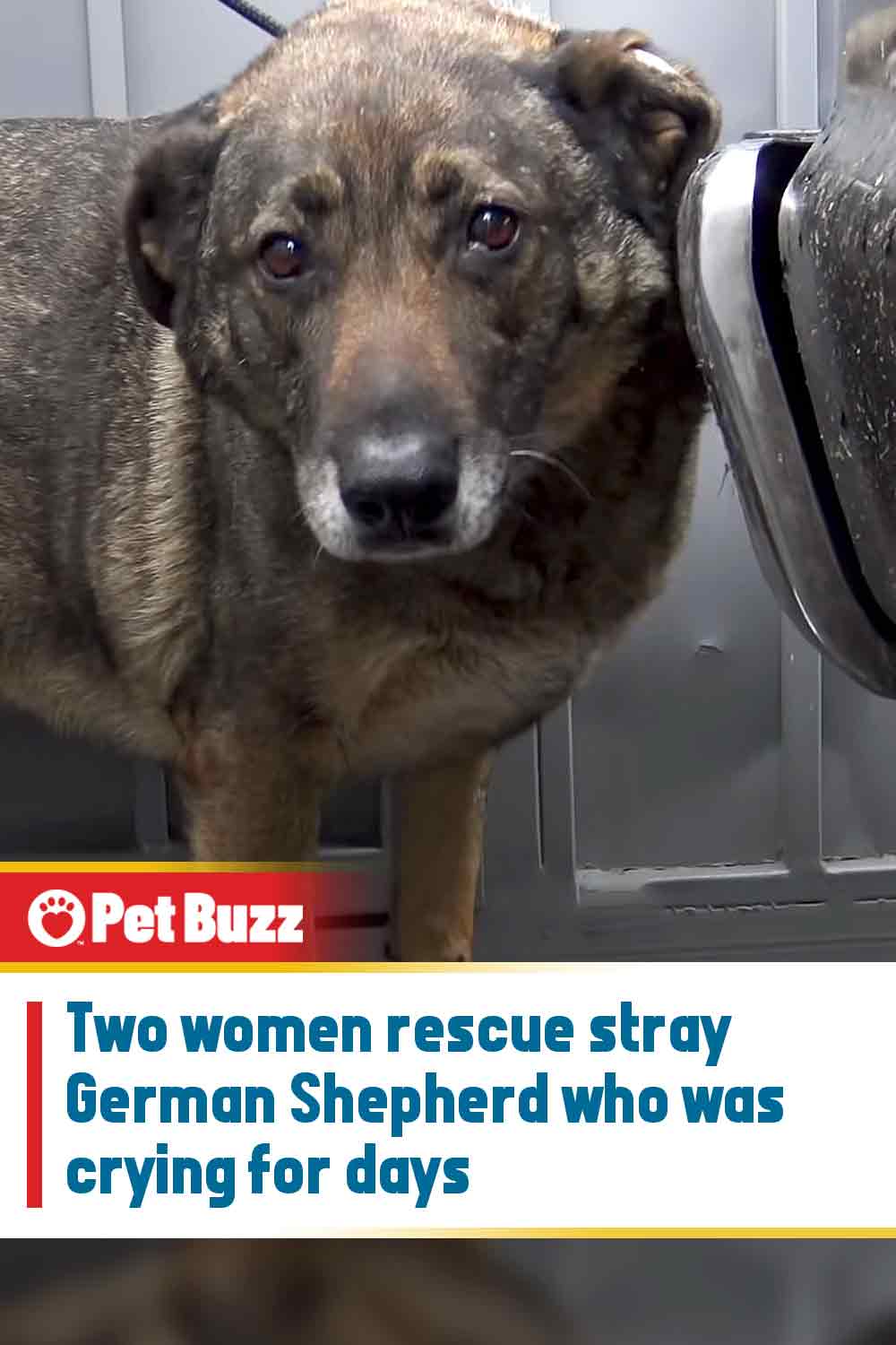 Two women rescue stray German Shepherd who was crying for days